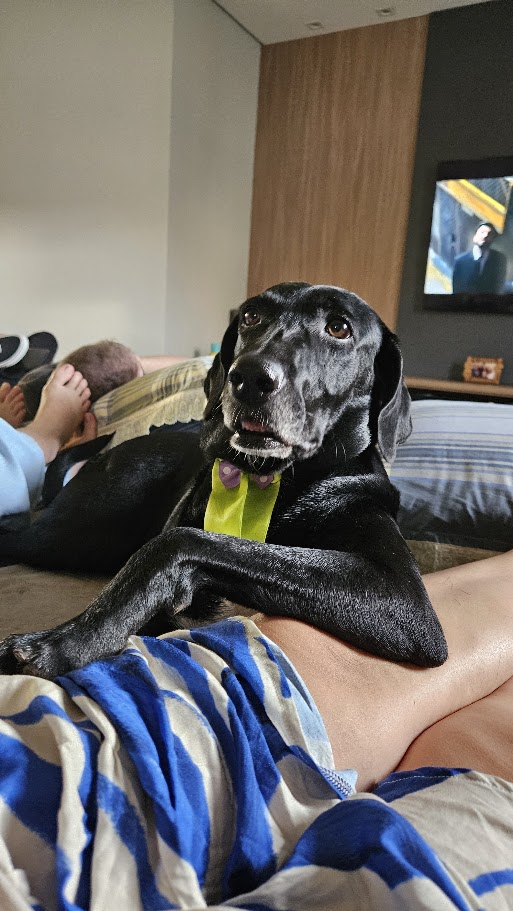 Ajuda na Ração do Cachorro